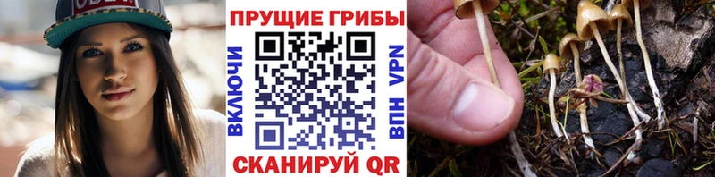 Псилоцибиновые грибы Cubensis  Купить закладки  Бугуруслан 